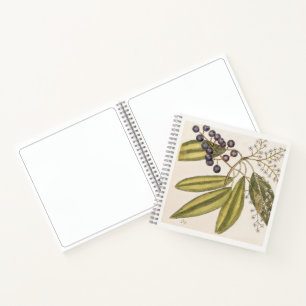 Cuaderno de dibujo de arte botánico del árbol Tupe