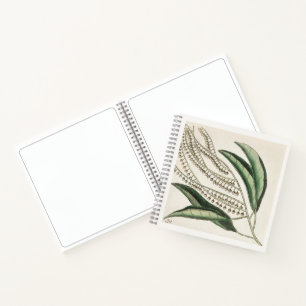 Cuaderno de dibujos de arte botánico del siglo XVI