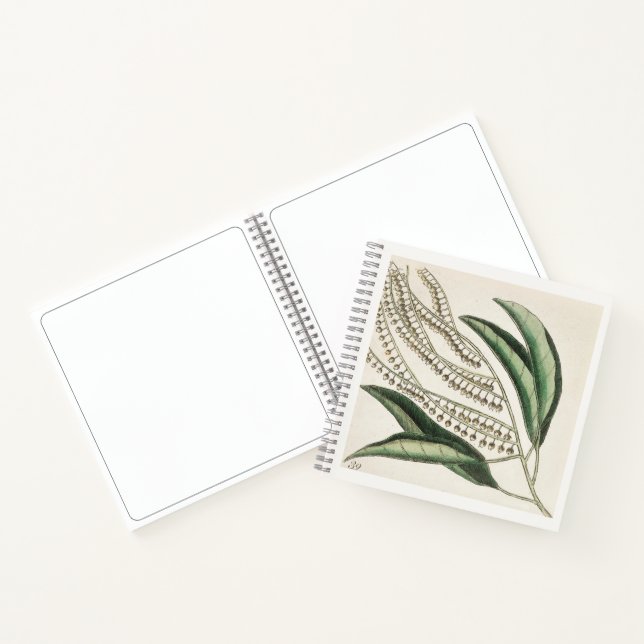 Cuaderno de dibujos de arte botánico del siglo XVI (Interior)