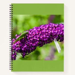 cuaderno de energía katydid
