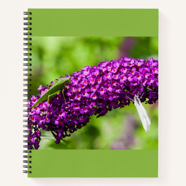 cuaderno de energía katydid (Anverso)