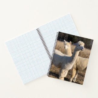 Cuaderno de espiral gobernado en la red - Abby & B
