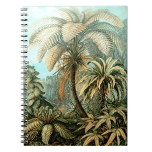 Cuaderno de Filicinae (helechos de árbol) de Ernst