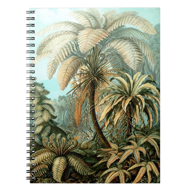 Cuaderno de Filicinae (helechos de árbol) de Ernst (Frente)