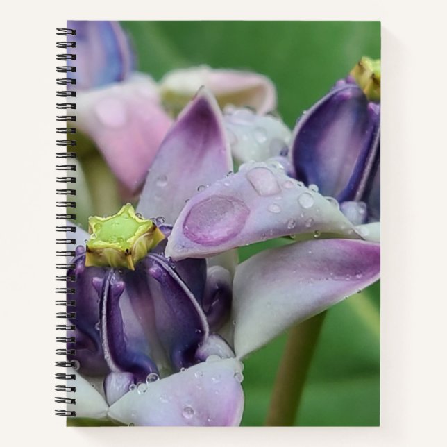 Cuaderno de Flor de Corona Púrpura (Anverso)