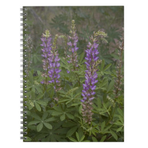 Cuaderno de flores silvestres