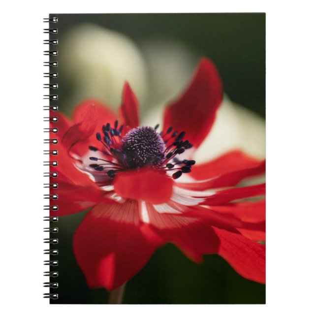 Cuaderno de Fotos (80 Páginas B&W) (Frente)