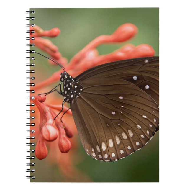 Cuaderno de Fotos (80 Páginas B&W) (Frente)