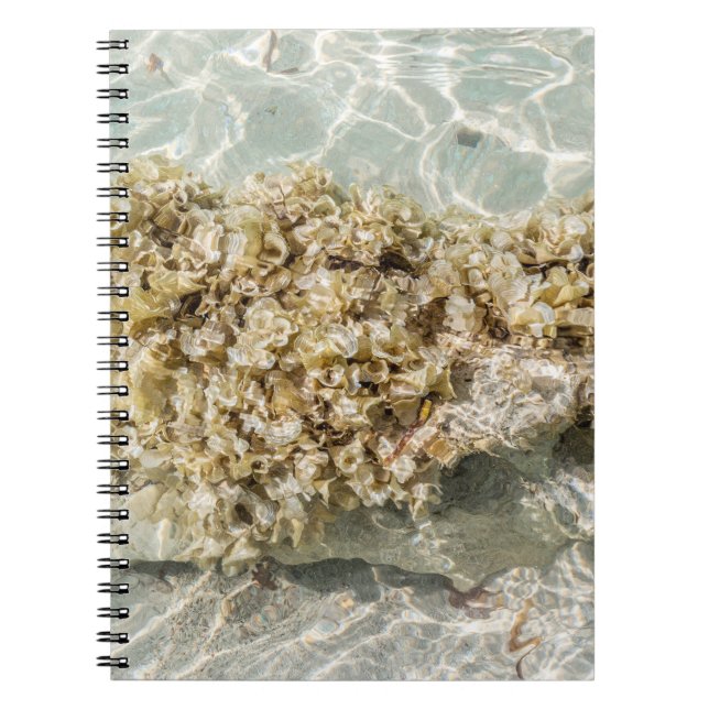 Cuaderno de Fotos de Algas en Espiral (Frente)