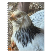 Cuaderno de gallina Brahma ligera