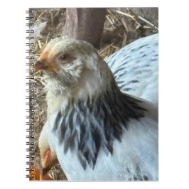 Cuaderno de gallina Brahma ligera