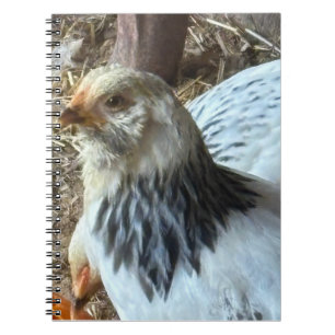 Cuaderno de gallina Brahma ligera