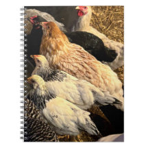 Cuaderno de Gallinas Bonitas