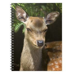 Cuaderno de gamo