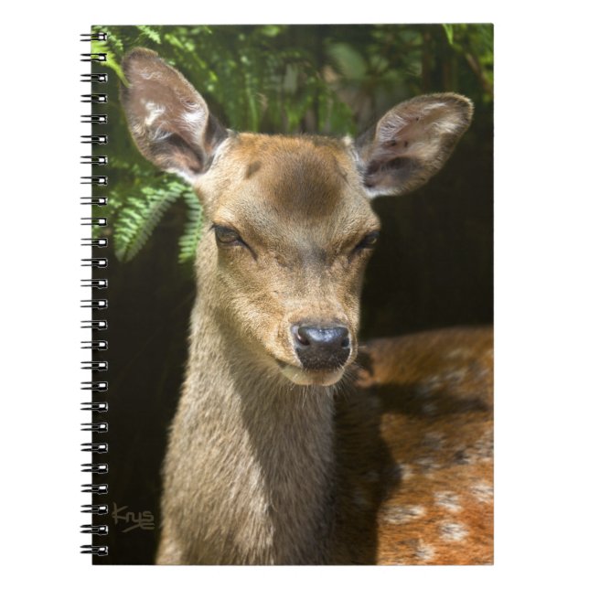 Cuaderno de gamo (Frente)
