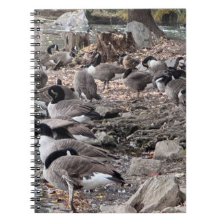Cuaderno de gansos en el parque