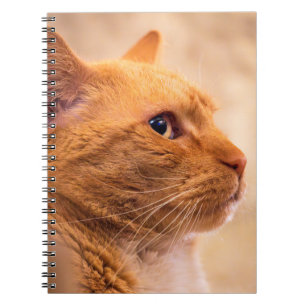 Cuaderno de gato atigrado naranja Retrato cálido