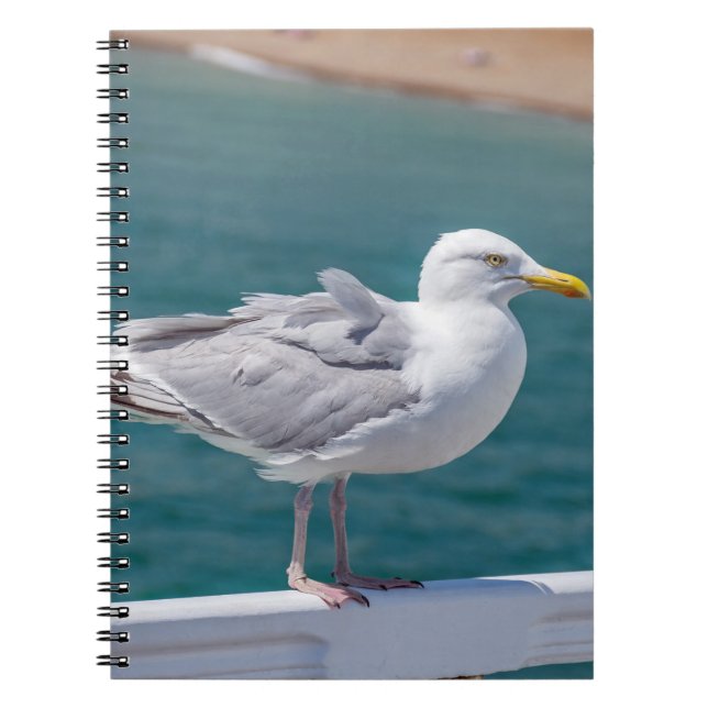 Cuaderno de gaviota (Frente)