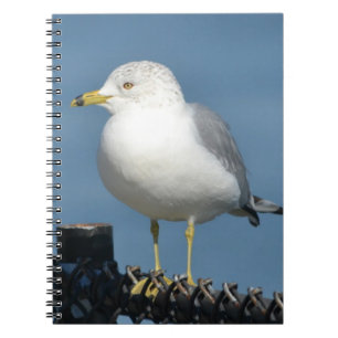 Cuaderno de gaviota