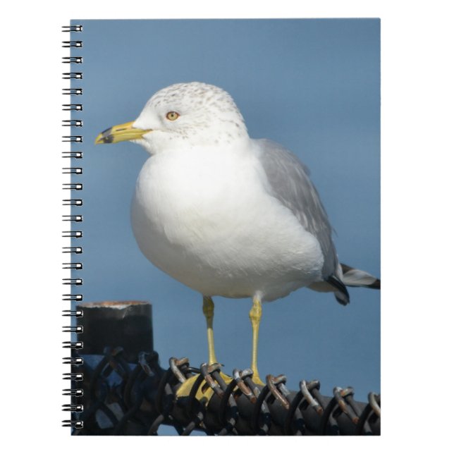 Cuaderno de gaviota (Frente)