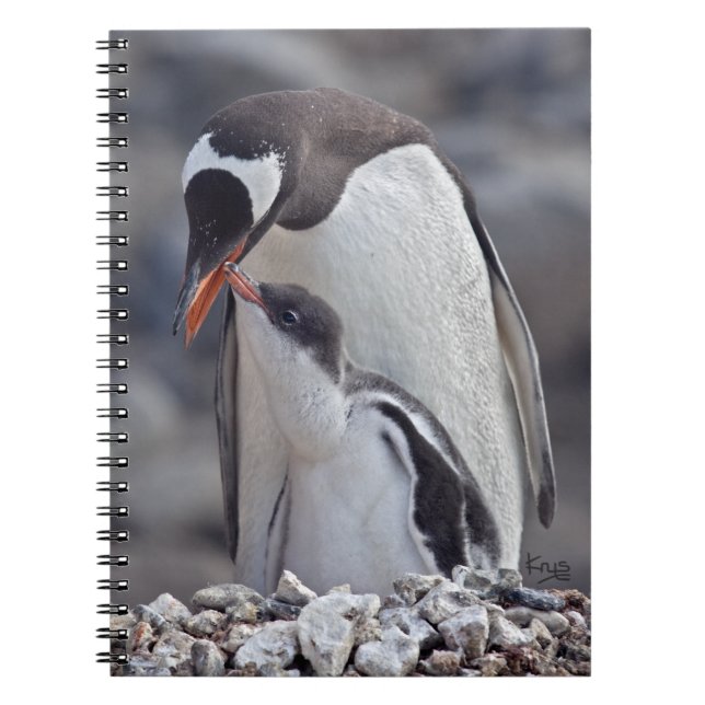 Cuaderno de Gentoo y polluelos (Frente)