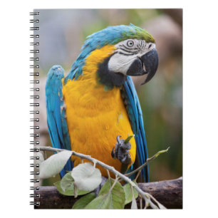 Cuaderno de Guacamayo Azul y Amarillo