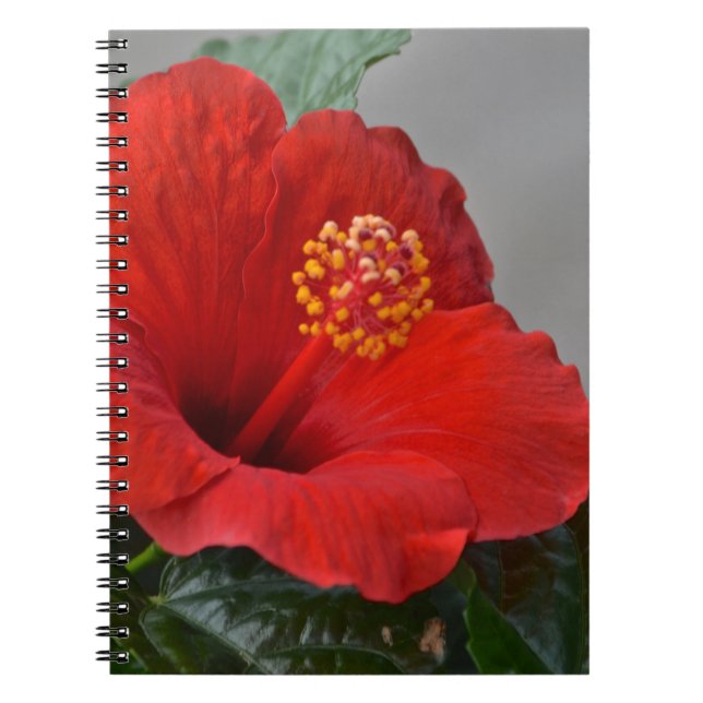 Cuaderno de Hibiscus (Frente)