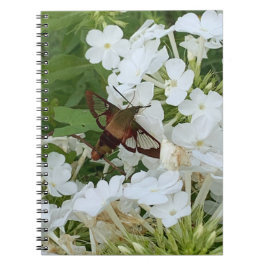 Cuaderno de Hummingbird