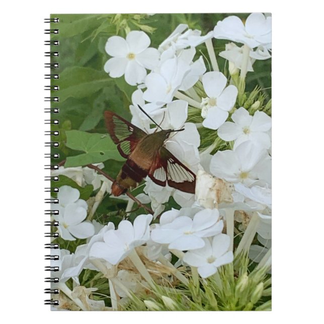 Cuaderno de Hummingbird (Frente)