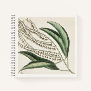 Cuaderno de ilustración botánica del siglo XVIII