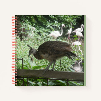 Cuaderno de joven pavo real con flamencos