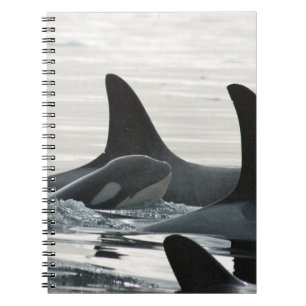 Cuaderno de la familia de la orca