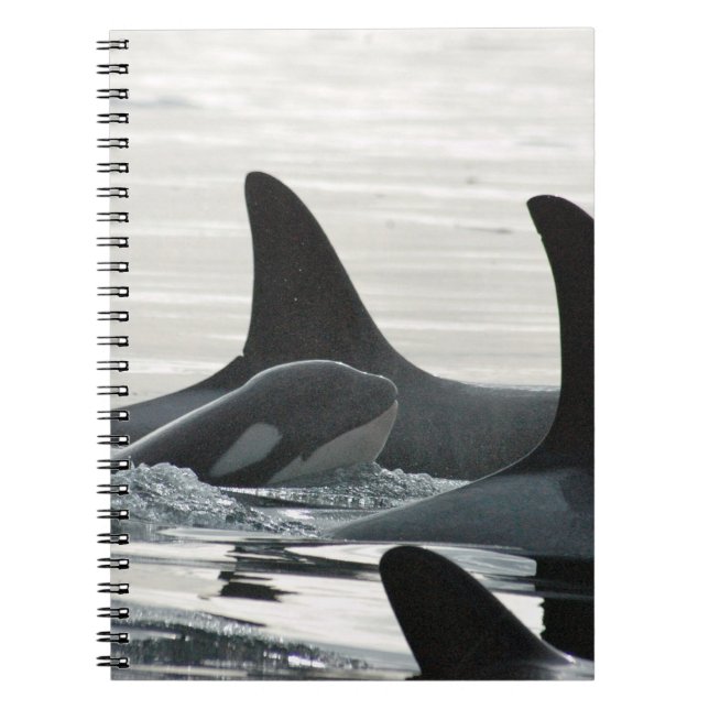 Cuaderno de la familia de la orca (Frente)