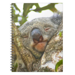 Cuaderno de la koala