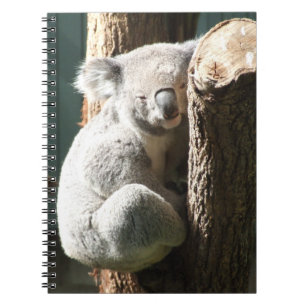 Cuaderno de la koala