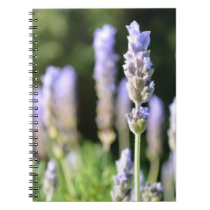 Cuaderno de la lavanda