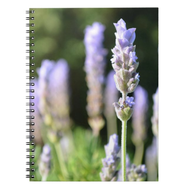 Cuaderno de la lavanda (Frente)