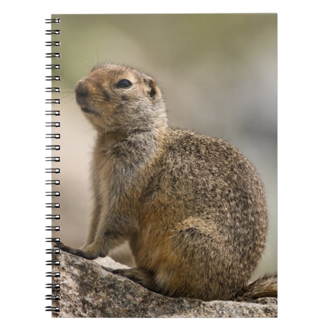Cuaderno de la marmota canosa (Frente)