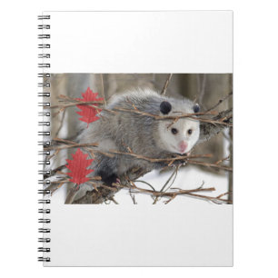 Cuaderno de la Naturaleza de la Zarigüeya