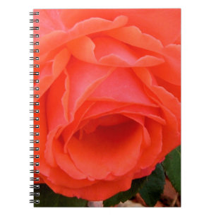 Cuaderno de la Rosa Roja de Verano