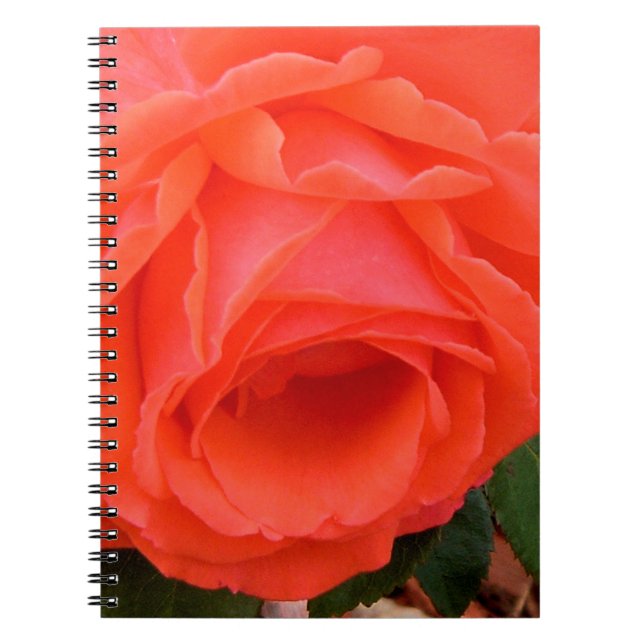 Cuaderno de la Rosa Roja de Verano (Frente)