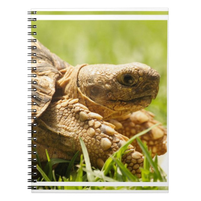 Cuaderno de la tortuga (Frente)