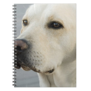 Cuaderno de laboratorio amarillo