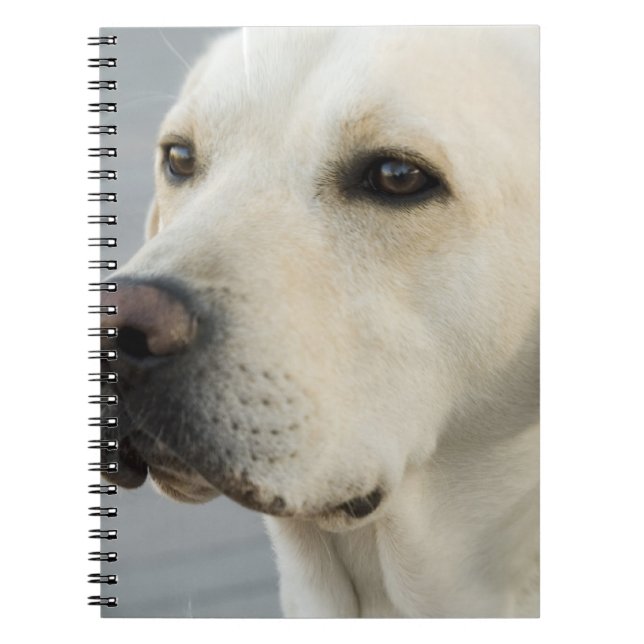 Cuaderno de laboratorio amarillo (Frente)