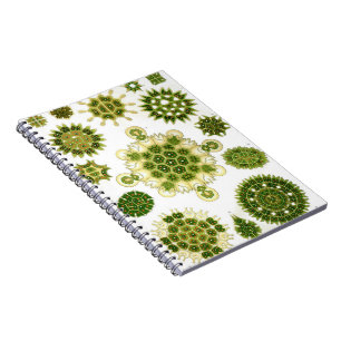 Cuaderno de las algas