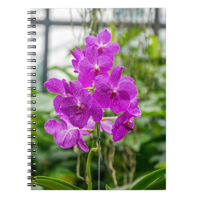Cuaderno de las orquídeas (Frente)