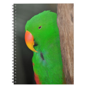 Cuaderno de loro ecléctico verde