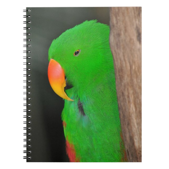 Cuaderno de loro ecléctico verde (Frente)