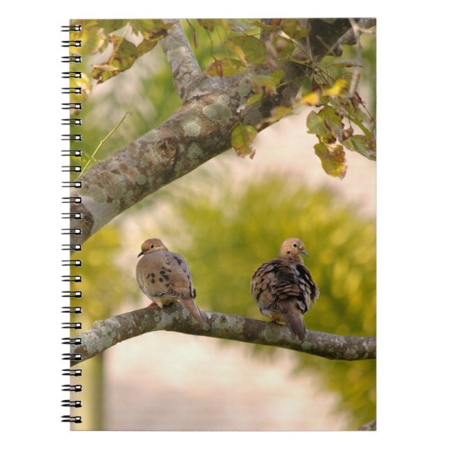 Cuaderno de los pájaros de las palomas de luto (Frente)