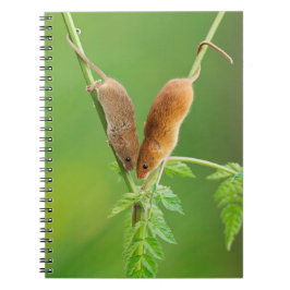 Cuaderno de los ratones de cosecha